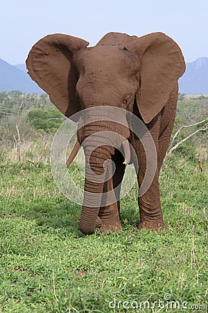 African bush elephant, South Africa Stock Photo