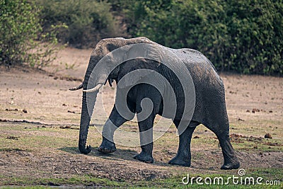African bush elephant walks up grassy bank Stock Photo