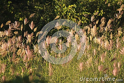 African wild grasses Vector Illustration