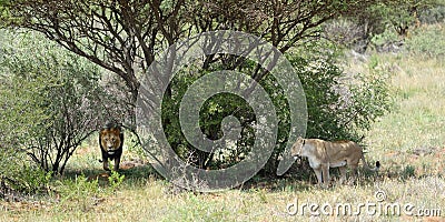 African bushveld with lions, Namibia Stock Photo