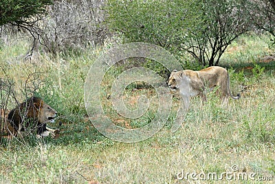 African bushveld with lions, Namibia Stock Photo