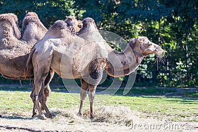 African Camel (Camelus dromedarius Stock Photo
