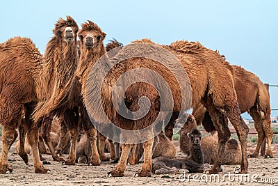 African camel is an ungulate within genus Camelus Stock Photo