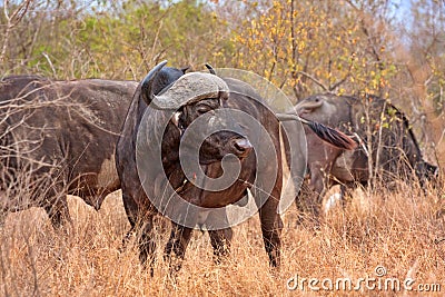 African cape buffalo Stock Photo