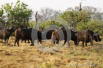 African Cape Buffalo Stock Photo