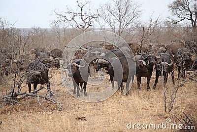 African cape buffalo herd in Kruger National Park, South Africa Editorial Stock Photo