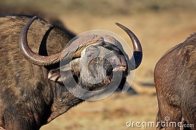 African (Cape) buffalo portrait Stock Photo