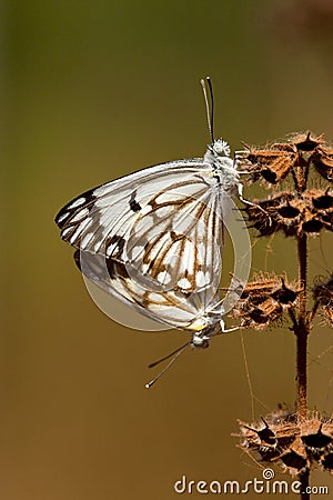 African Caper White, Belenois aurota Stock Photo