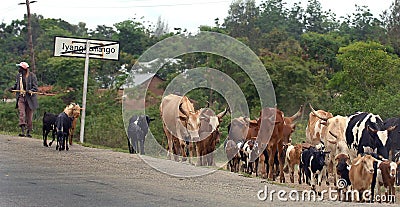 African cattle Editorial Stock Photo