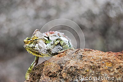 African Chameleon Stock Photo