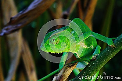 An african chameleon in the jungles of Uganda, Entebbe. Stock Photo