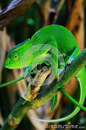 An african chameleon in the jungles of Uganda, Entebbe. Stock Photo
