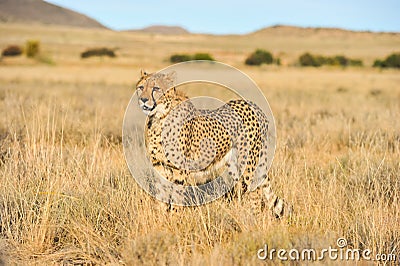 An African cheetah looking out for prey Stock Photo