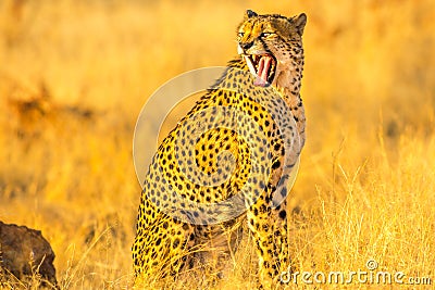 Cheetah very angry Stock Photo