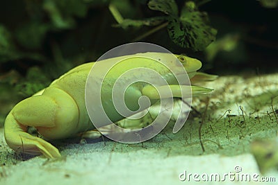 African clawed frog Stock Photo