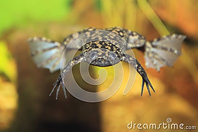 African clawed frog Stock Photo