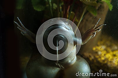 African Clawed Frog Stock Photo