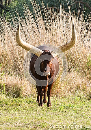 African Cow Ankole Watusi Horns Stock Photo