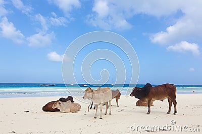 African cows are resting on Nungwi beach, Zanzibar, Tanzaia, Africa. Stock Photo