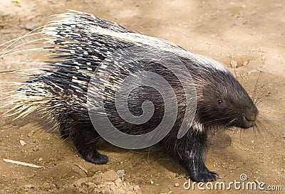 African Crested Porcupine Stock Photo