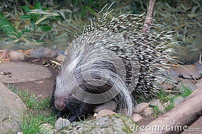 African Crested Porcupine Stock Photo