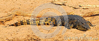 African crocodile 2 Stock Photo