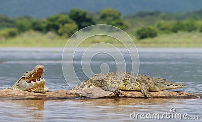 African Crocodile Stock Photo