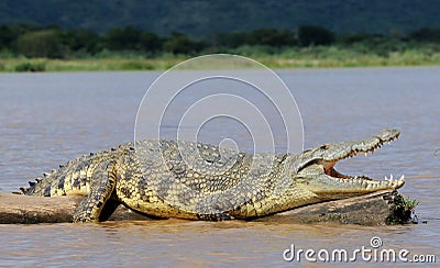 African Crocodile Stock Photo