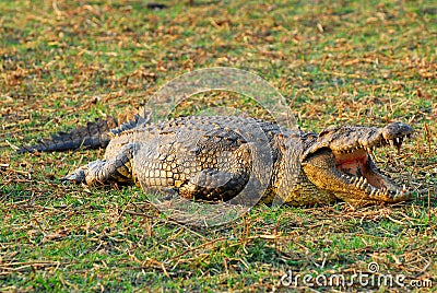 African crocodile 4 Stock Photo
