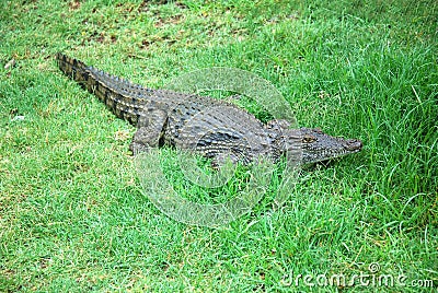 African crocodile Stock Photo