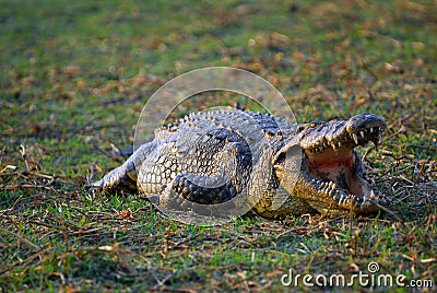 African crocodile Stock Photo