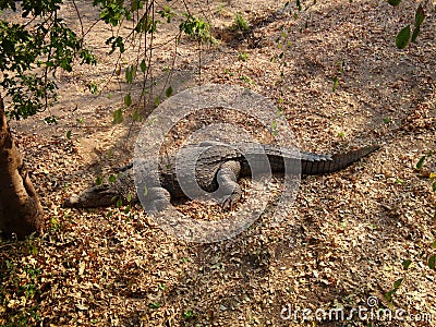 African crocodile Stock Photo