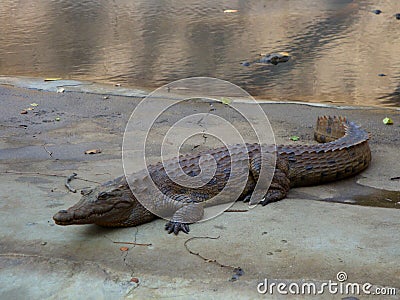 African crocodile Stock Photo