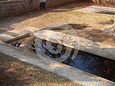 African crocodile Stock Photo