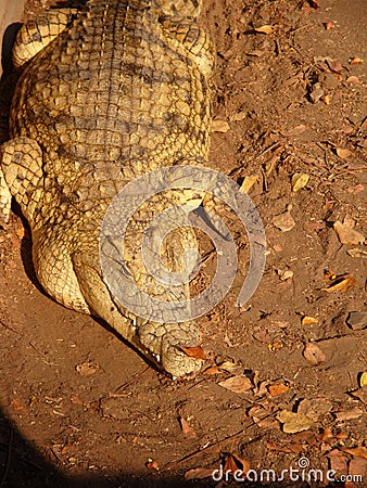 African crocodile Stock Photo