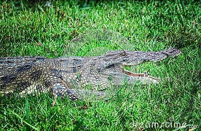 African crocodile in Murchison falls National Park, Uganda Stock Photo