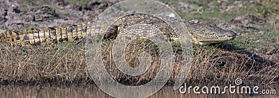 African crocodile in panoramic photo Stock Photo