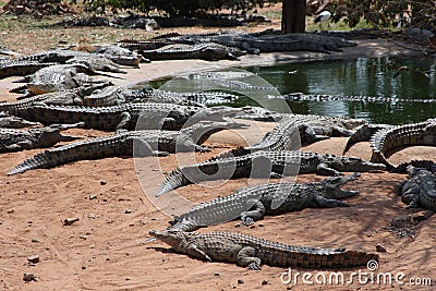 African crocodiles have water in the floodplain of the Zambezi Stock Photo