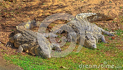 African Crocodiles resting Stock Photo