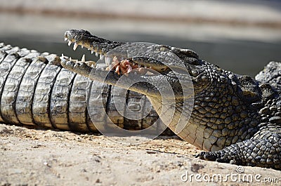 African crocodiles Stock Photo