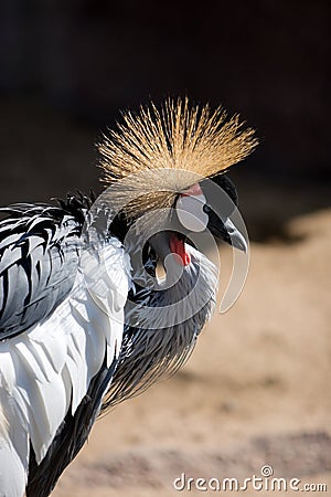 African Crowned Crane Stock Photo