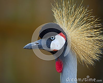 African Crowned Crane Balearica regulorum Stock Photo