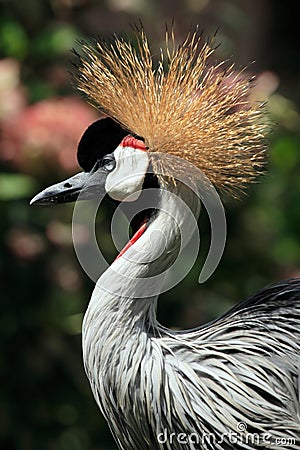 African Crowned Crane bird Stock Photo