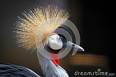 African Crowned Stork Stock Photo