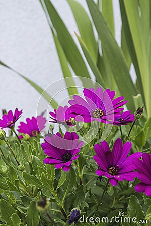 African daisies Stock Photo