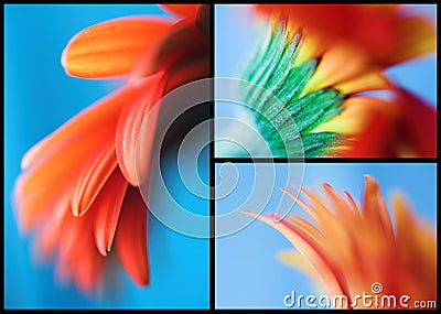 African daisy Stock Photo