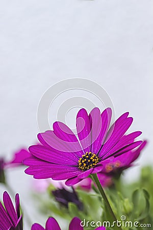 African daisy Stock Photo