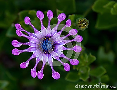 African Daisy flower Stock Photo