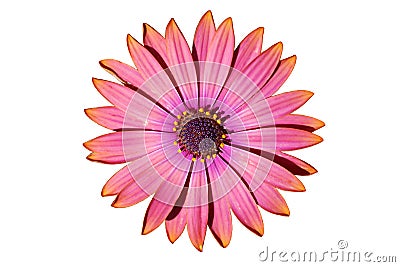 African Daisy isolated on white Stock Photo