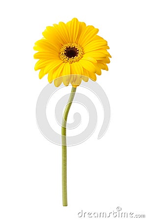 African daisy isolated on white Stock Photo